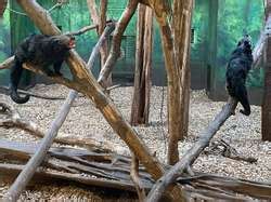 ZooLex Exhibit - Sun Bears and Binturongs on "Sumatra" at "Islands"