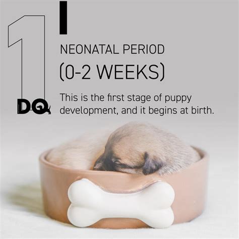 THE STAGES OF PUPPY DEVELOPMENT | DQ Magazine