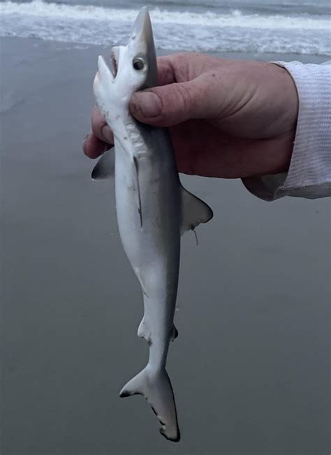 Baby Atlantic Sharpnose Shark