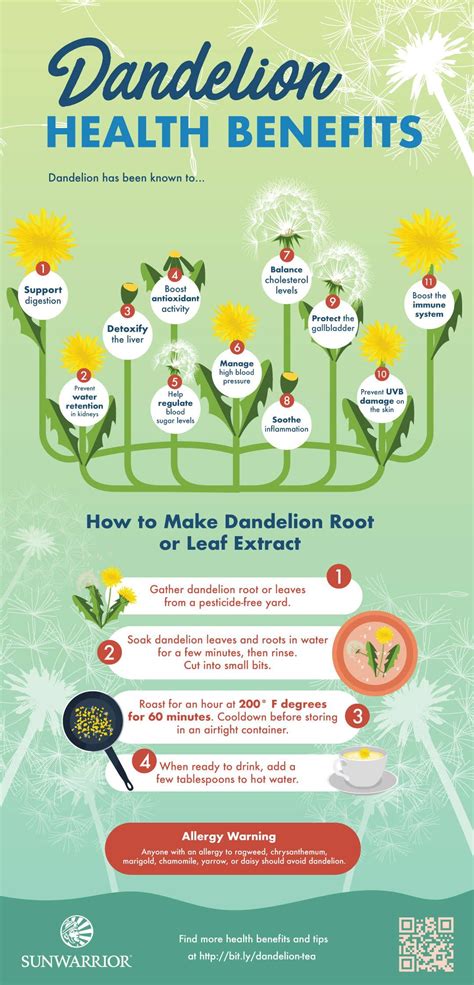 12 health benefits of dandelion leaves and dandelion root infographic ...