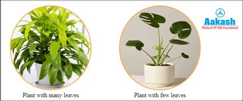 Photosynthesis: Definition, Location and Types | AESL