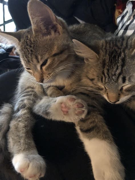 Two headed cat : r/confusing_perspective