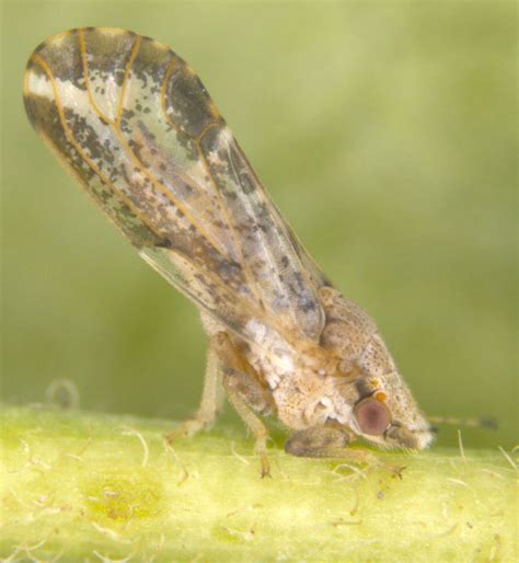 Insect Pests
