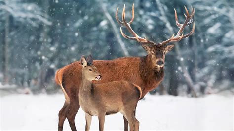 Bing HD Wallpaper 20 Feb 2025: Red deer, Canada - Bing Wallpaper Gallery