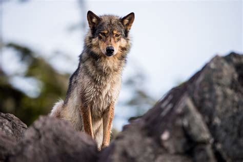Did Domestic Dogs Come From Wolves