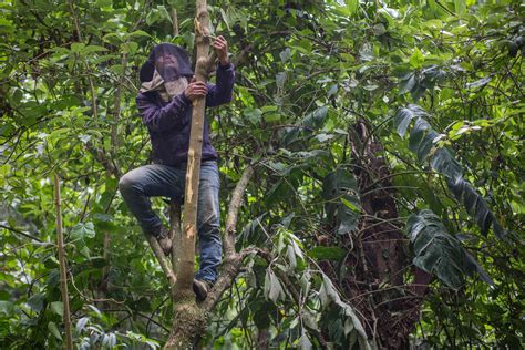 On the cliffs of the Himalayas in Nepal, a honey hunting community ...