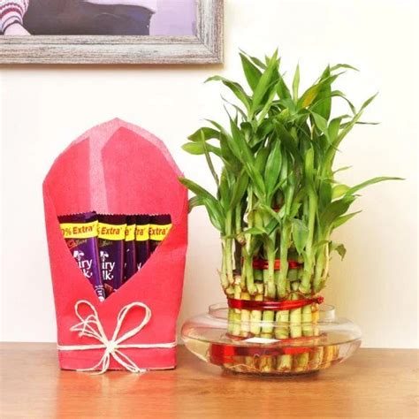 Buy or Order 3 Layer Bamboo Gratification - Midnight Gifts Delivery ...