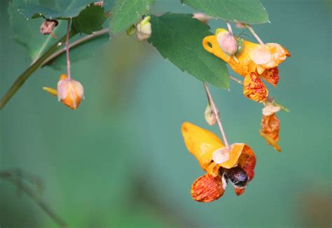 Jewelweed: The Natural Remedy For Poison Ivy - punditification