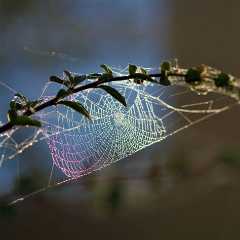 Download wallpaper 2780x2780 cobweb, branch, blur, macro ipad air, ipad ...