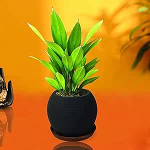 Lasaki Globe Ceramic Pots with Plate for Indoor, Outdoor, Garden ...