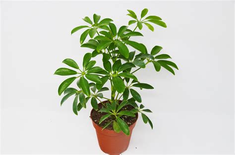 46+ Schefflera Plant Background - Plant Phrase