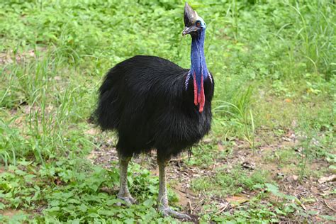 Southern Cassowary | San Diego Zoo Animals & Plants