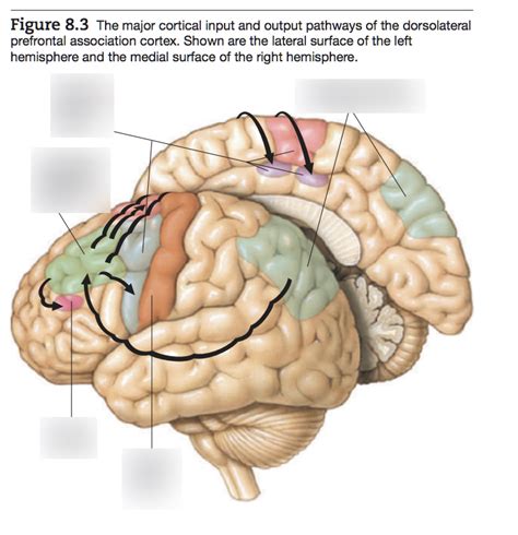 Image result for Dorsolateral Prefrontal Cortex