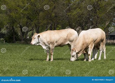 Two White Charolais Beef Cattle in a Pasture in a Dutch Countryside ...