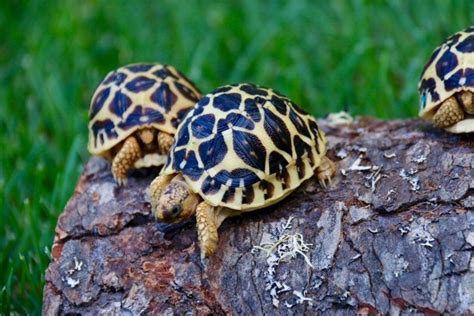 Indian Star Tortoises- a critically endangered species of Tortoise