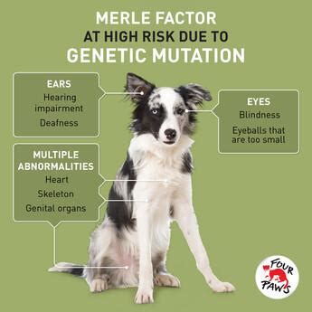 The Suffering of Dogs with Genetic Disorders - FOUR PAWS International ...