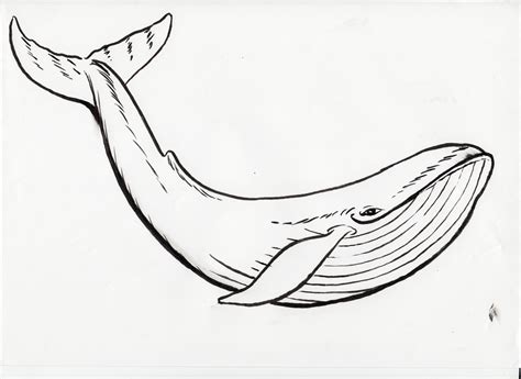Humpback Whale Outline Drawing