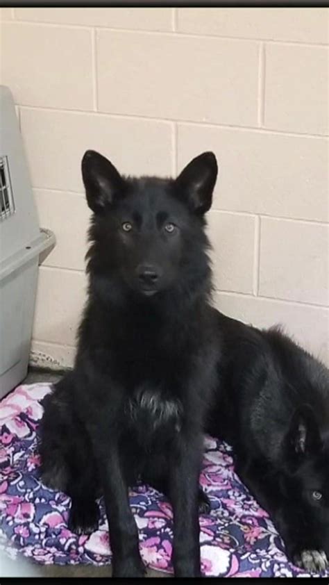 Wolf German Shepherd Hybrid Puppies