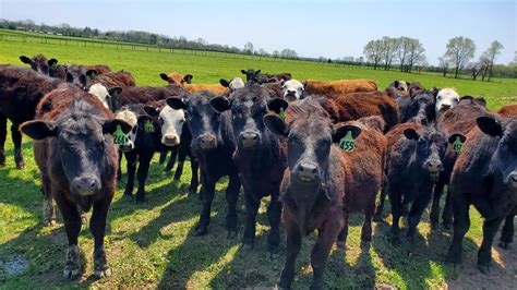 Evans Family Ranch | Pastured Grass-Fed Beef | Locally Grown Seasonal ...