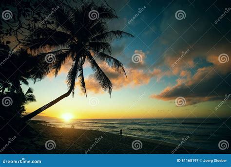 Palm on Sunset Beach of Oahu North Shore, Hawaii Stock Image - Image of ...