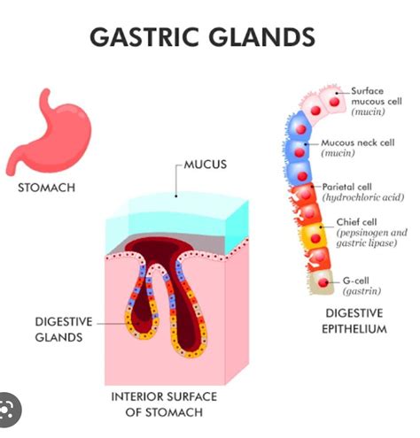 8) Deduct the next step when mucus is not secreted by the gastric ...