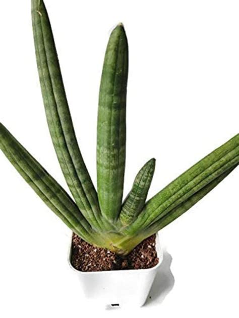 ENRICH PLANTS : Sansevieria Cylindrica Boncel: Natural Live Plant ...
