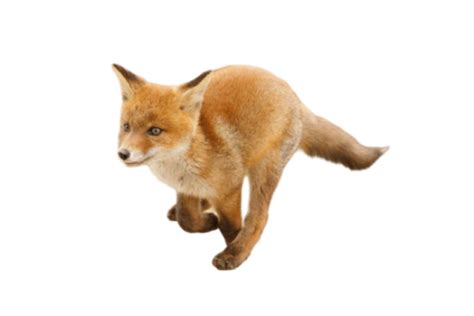 Jackal png download (17) - Photo #1453 - BiNps PNG Website