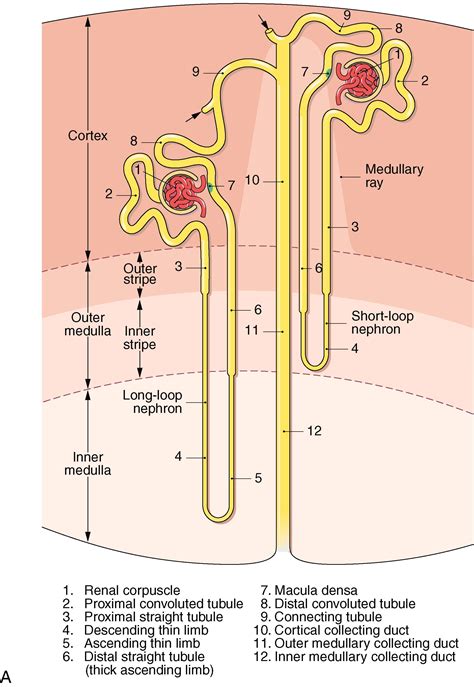Systemic Complications: Renal - Clinical Tree