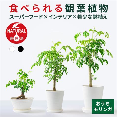 Image result for Python Keychain