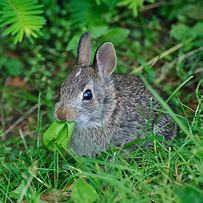 Image result for Cute Little Bunny