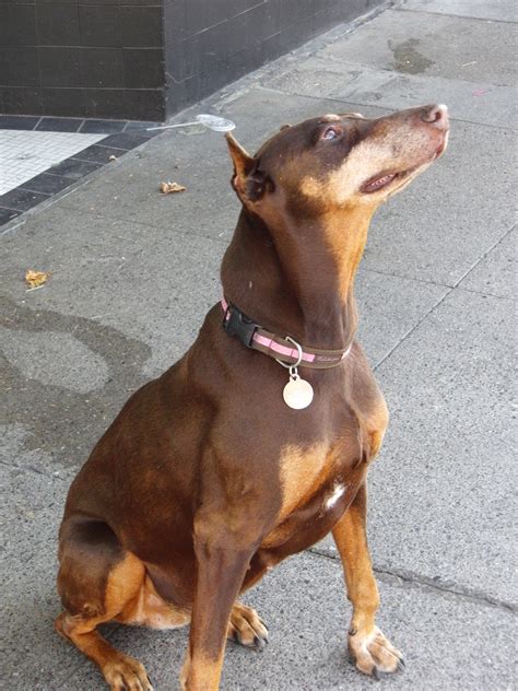Dog of the Day: Doberman Mix | The Dogs of San Francisco