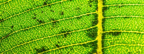 Macro Photography of Textures (Macro Photography Patterns with Raynox ...