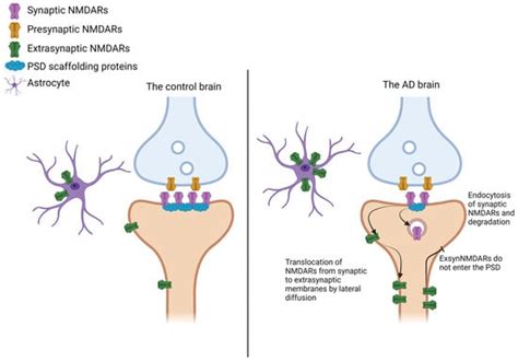 NMDARs in Alzheimer’s Disease: Between Synaptic and Extrasynaptic Membranes