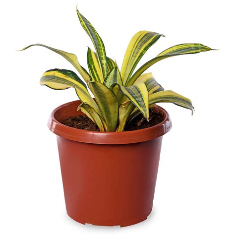 Sansevieria Gold Flame Hahnii – PLANTIFY