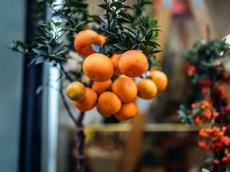 Download wallpaper 1400x1050 oranges, fruit, branch, plant, citrus ...