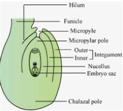 Basal part of ovule is called?? - Brainly.in