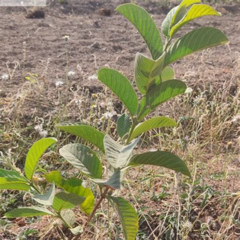 Azbil’s Agroforestry Action: Empowering Agroforests for a Sustainable ...