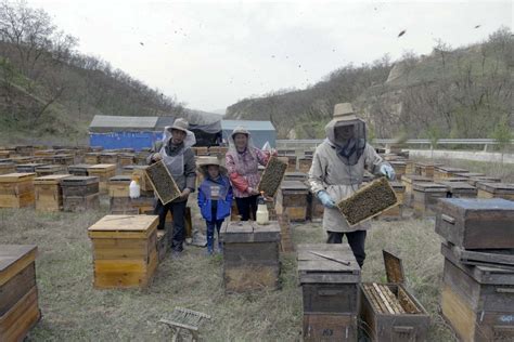 蜂场展示_吉林市吉蜜源蜂业有限公司