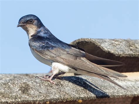 Golondrina In English