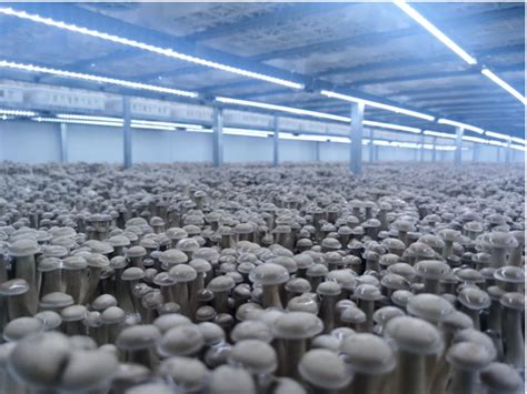 蘑菇的种植方法和技术是什么？ - 惠农网