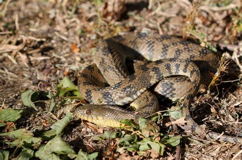 Diamondback Water Snake (Nerodia rhombifer) - Reptiles and Amphibians ...