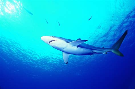 鲨鱼摄影图__海洋生物_生物世界_摄影图库_昵图网nipic.com