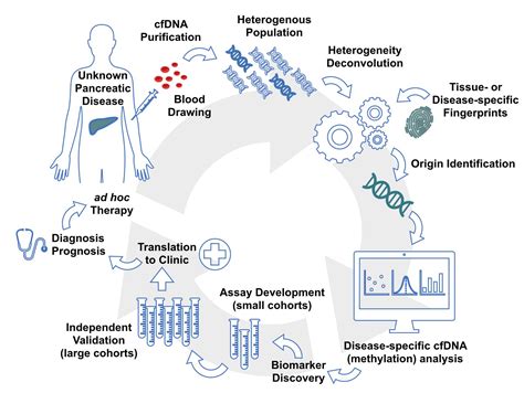 Cell-Free DNA Methylation: The New Frontiers of Pancreatic Cancer ...