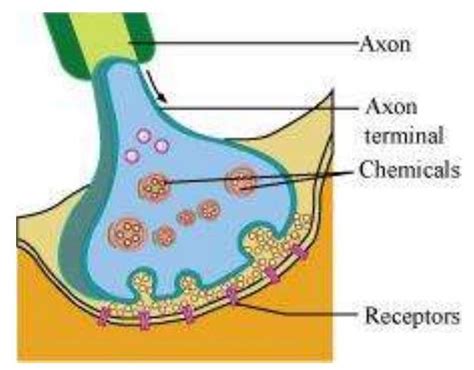 SATHEE: Neural Control And Coordination Exercises