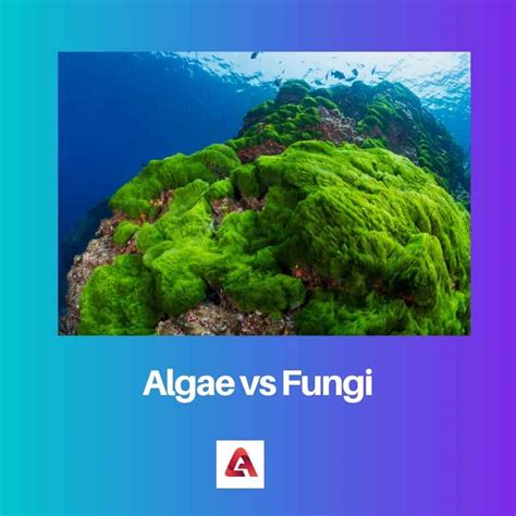 Algae vs Fungi: Difference and Comparison