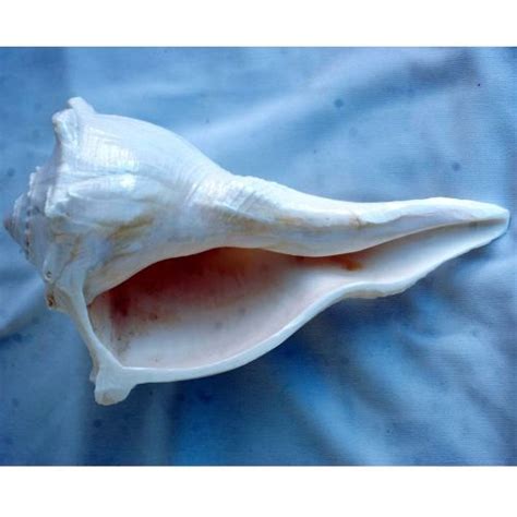 Conch Shells Exporter,Wholesale Conch Shells Supplier from Hooghly India