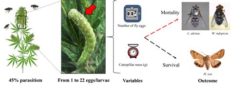 Parasitism of Corn Earworm, Helicoverpa zea (Boddie) (Lepidoptera ...