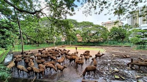 മനുഷ്യരെ എന്നും ഭയപ്പെടുത്തുന്ന രോഗം മൃഗശാലയിൽ മരണം വിതയ്ക്കുന്നു: രോഗം ...