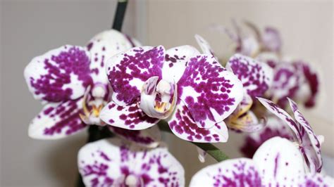 Wallpaper orchid, petals, flower, spots hd, picture, image