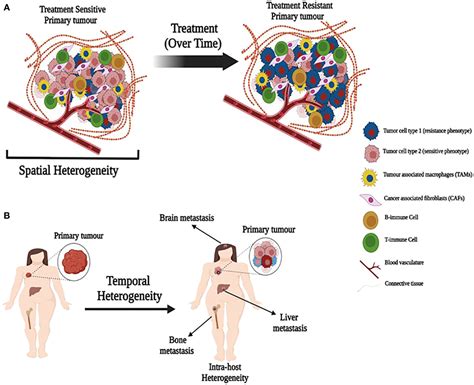 Frontiers | The complex nature of heterogeneity and its roles in breast cancer biology and ...